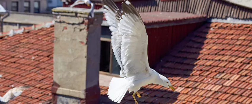 Residential Chimney Animal Removal Solution in Redland, MD