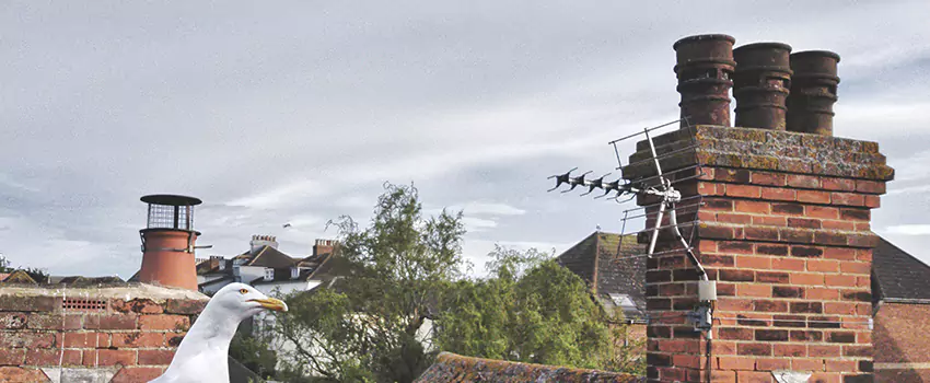Chimney Cleaning And Restoration in Redland, Maryland